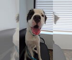 Small #6 American Staffordshire Terrier