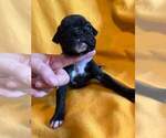 Small Photo #12 Boxer Puppy For Sale in LAUREL, DE, USA