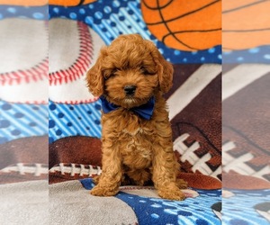 Cavapoo-Poodle (Miniature) Mix Puppy for sale in NEW PROVIDENCE, PA, USA