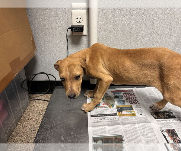 Medium Photo #9 Catahoula Leopard Dog-Unknown Mix Puppy For Sale in Sanford, FL, USA