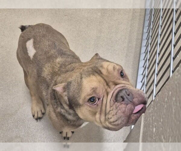 Medium Photo #1 Bulldog-Unknown Mix Puppy For Sale in Decatur, IL, USA