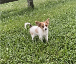 Papillon Puppy for sale in CANOGA, NY, USA