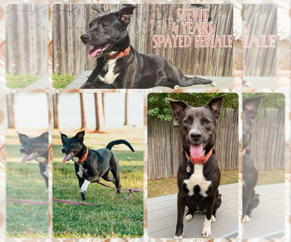 Medium Photo #1 Mutt Puppy For Sale in FRAMINGHAM, MA, USA