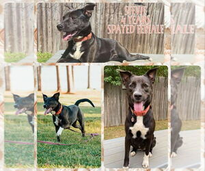 Mutt Dogs for adoption in FRAMINGHAM, MA, USA