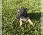 Small Photo #7 German Shepherd Dog Puppy For Sale in SUMPTER TWP, MI, USA