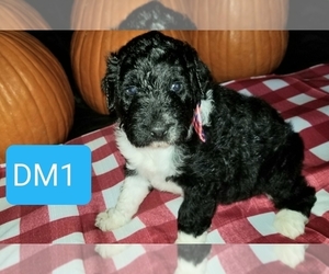 Aussiedoodle Puppy for sale in BROOKSVILLE, FL, USA
