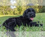 Small Photo #5 Portuguese Water Dog Puppy For Sale in CALLAHAN, FL, USA