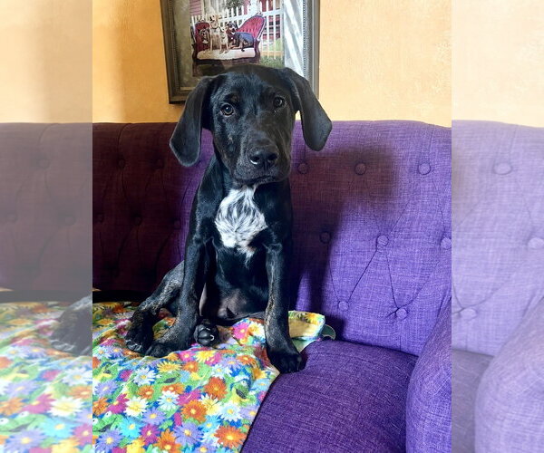 Medium Photo #1 Labrador Retriever-Unknown Mix Puppy For Sale in Rockaway, NJ, USA