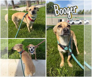 Chiweenie Dogs for adoption in Pierceton , IN, USA