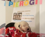 Small Photo #3 Old English Sheepdog Puppy For Sale in TALLAHASSEE, FL, USA