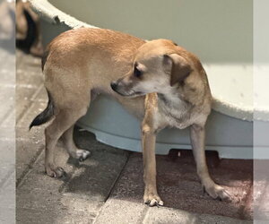 SMILEY - Female Chihuahua Dog for Adoption - Photo #3