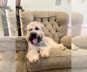 Father of the Soft Coated Wheaten Terrier puppies born on 05/01/2025