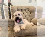 Small Photo #1 Soft Coated Wheaten Terrier Puppy For Sale in DOSS, MO, USA