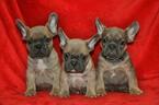 Small Photo #1 French Bulldog Puppy For Sale in PHILA, PA, USA