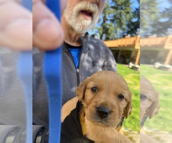 Medium Photo #5 Golden Retriever Puppy For Sale in TUALATIN, OR, USA