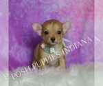 Small #2 Chihuahua