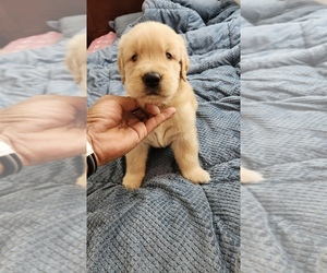 Golden Retriever Puppy for sale in CHINO HILLS, CA, USA
