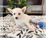 Small Photo #2 Pomsky Puppy For Sale in INDIANAPOLIS, IN, USA