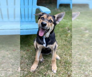 Bryce - Female Rottweiler Dog for Adoption - Photo #3