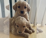 Small Photo #7 Golden Retriever Puppy For Sale in WEST ALEXANDRIA, OH, USA