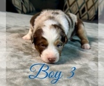 Small Photo #31 Australian Shepherd Puppy For Sale in SALISBURY, NC, USA