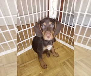 Beagle Puppy for sale in GINTER, PA, USA