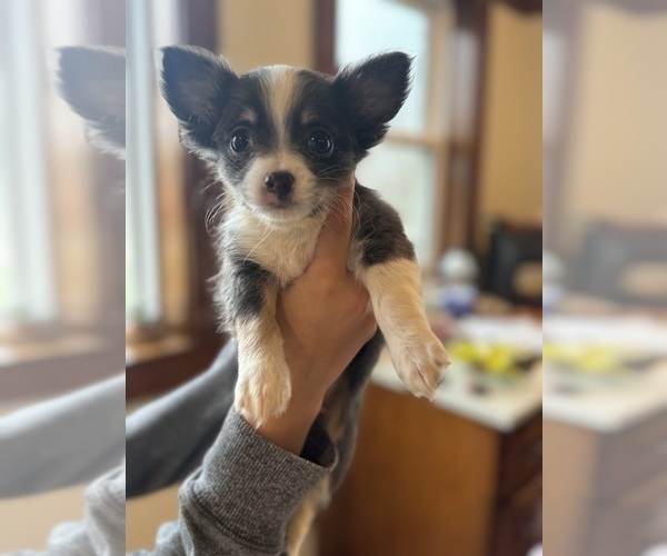 Medium Photo #2 Chihuahua Puppy For Sale in NEW VIRGINIA, IA, USA