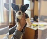 Small #1 Chihuahua