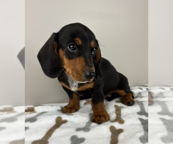 Medium Photo #4 Dachshund Puppy For Sale in INDIANAPOLIS, IN, USA