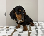 Small #3 Dachshund