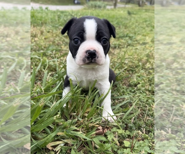 Medium Photo #1 Boston Terrier Puppy For Sale in GARFIELD, AR, USA