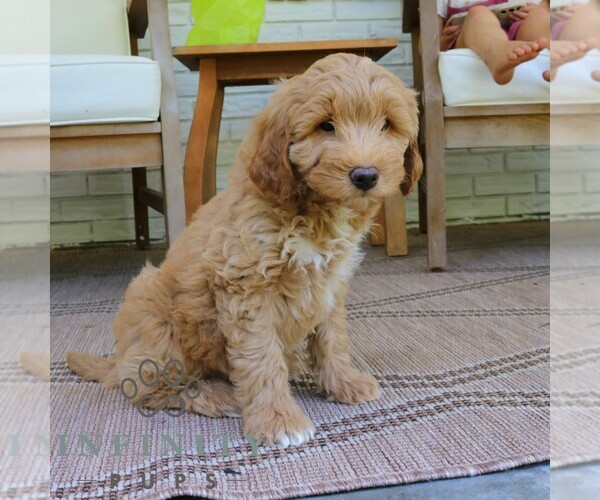 Medium Photo #2 Goldendoodle (Miniature) Puppy For Sale in NARVON, PA, USA