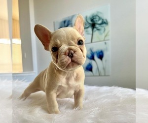 French Bulldog Puppy for sale in DALLAS, TX, USA