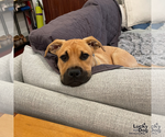 Small #6 Labrador Retriever Mix