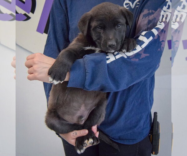 Medium Photo #3 Golden Retriever-Unknown Mix Puppy For Sale in Huntley, IL, USA
