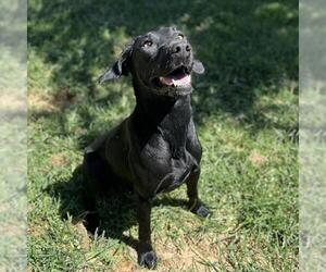 Labrador Retriever Dogs for adoption in Modesto, CA, USA