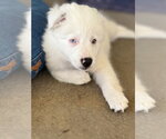 Small #1 Border-Aussie