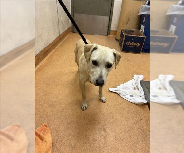 Medium Photo #1 Labrador Retriever-Unknown Mix Puppy For Sale in Martinez, CA, USA