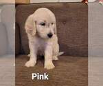 Small Photo #12 Goldendoodle Puppy For Sale in ALTUS, OK, USA