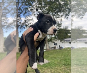 American Pit Bull Terrier Puppy for Sale in BROCKTON, Massachusetts USA