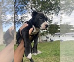 Small American Pit Bull Terrier
