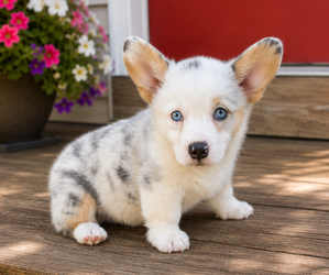 Pembroke Welsh Corgi Puppy for sale in MILTON, WI, USA