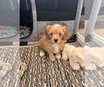 Max - Male Maltipoo (Toy) Puppy for Sale - Photo #3