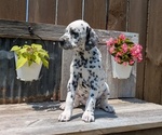 Small Photo #90 Dalmatian Puppy For Sale in GOSHEN, IN, USA