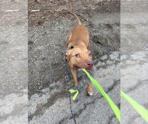 Medium Photo #2 Bull Terrier-Unknown Mix Puppy For Sale in Brewster, NY, USA