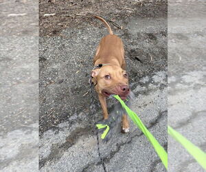 AC - Whiskey aka Snuggles - Male American Pit Bull Terrier-Unknown Mix Dog for Adoption - Photo #2