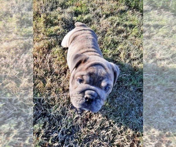 Medium Photo #3 Victorian Bulldogge Puppy For Sale in GREEN FOREST, AR, USA