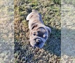 Small Photo #3 Victorian Bulldogge Puppy For Sale in GREEN FOREST, AR, USA