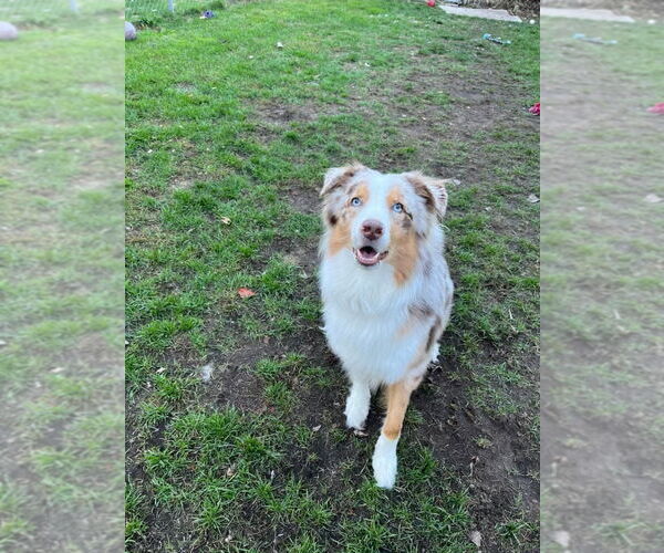 Medium Photo #2 Australian Shepherd Puppy For Sale in Muskegon, MI, USA
