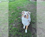 Small #1 Australian Shepherd